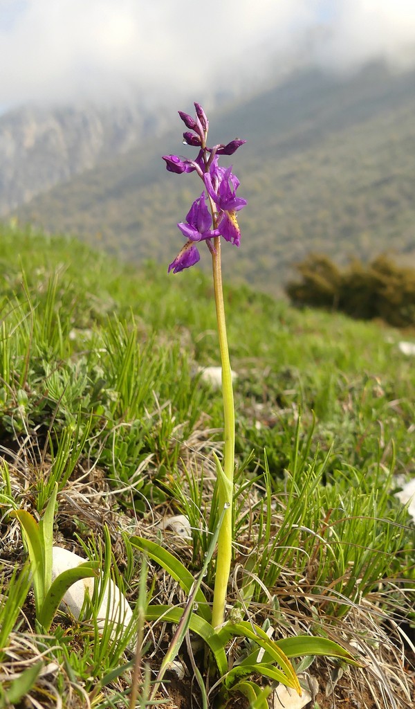 O.pauciflora, O.provincialis, O.quadripunctata, O.xcolemanii, 4 belle Orchis.